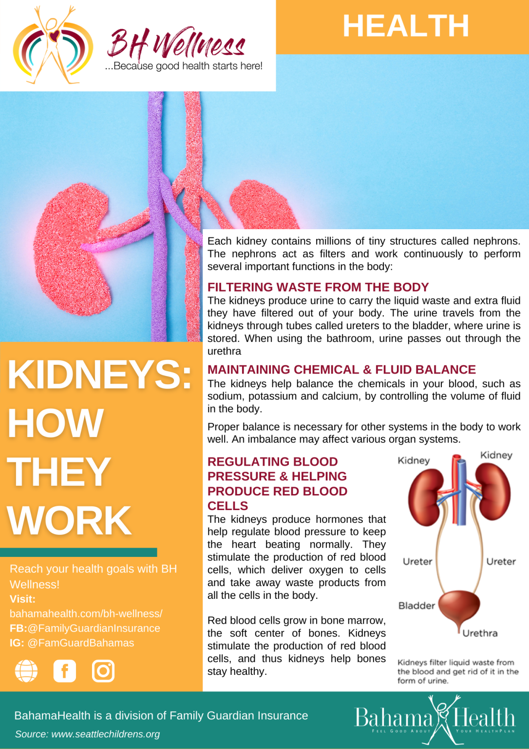 Kidneys How They Work Bahama Health